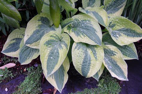 Discover the Beauty of Shade Loving Perennials