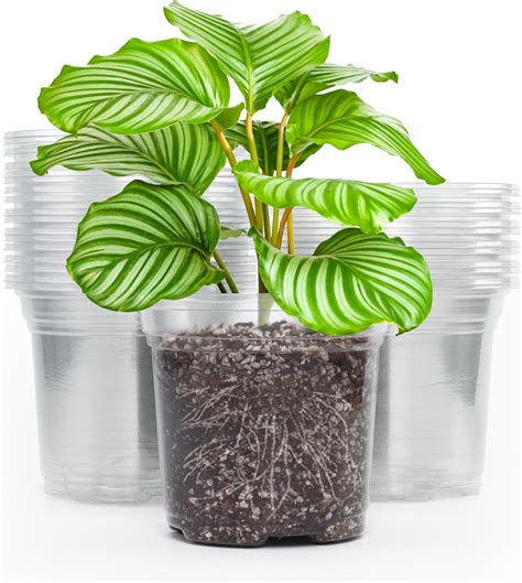 Amazon.com: TAQIXI 1 Gallon Clear Nursery Pots for Plants, 48 Packs 1 ...