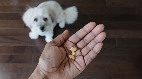 Can dogs eat walnuts | PetsRadar