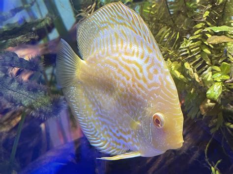 Yellow Checkerboard Discus 的图像结果