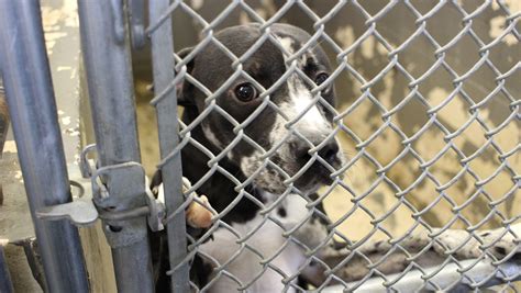 Public, private groups strive to find homes for unwanted animals