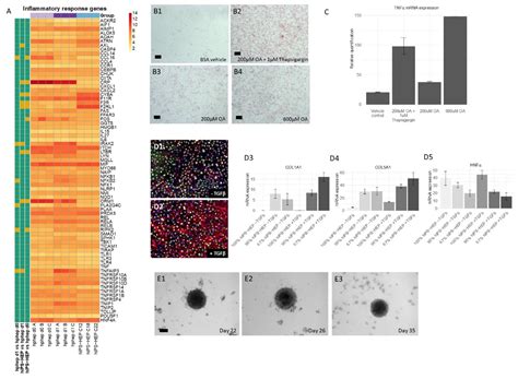 Characterization of Human Induced Pluripotent Stem Cell-Derived ...