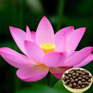 Jeba Garden Lotus Seed Pink Colour Thamarai Water Plant Seed Price in ...