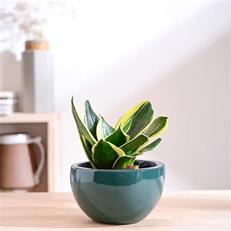 UGAOO Nature's Hum Fat Ceramic Planter for Plants | Flower Pot for ...