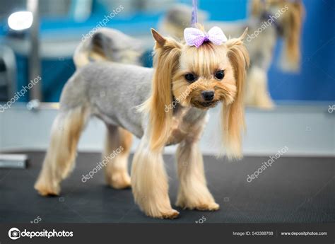 Yorkshire Terrier Haircuts Styles