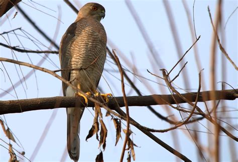 Shikra,શકરો બાજ