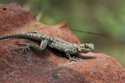 Image result for Android Developer Background 4K