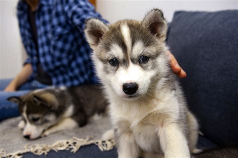 What Is A Husky Dog Personality