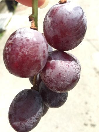 Zhuolan Tourist Orchard - All You Need to Know BEFORE You Go