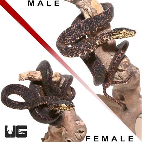 Amazon Tree Python 的图像结果