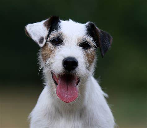 Der Parson Russell Terrier im Rasseportrait | HUNTER Magazin