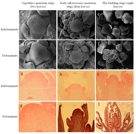 Characterization of the BnA10.tfl1 Gene Controls Determinate ...