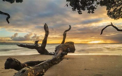 15 Auckland Beaches For A Perfect Vacay In The Pacific