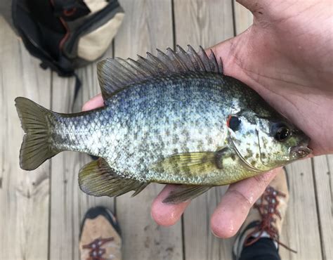 About Redear Sunfish - Maryland Biodiversity Project