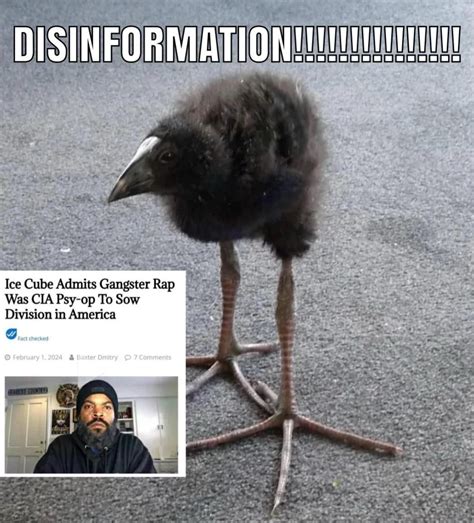 Bird meme: 71 ideas to save today from "silly bird"