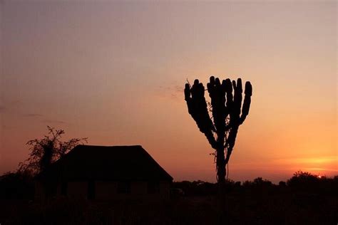 EUPHORBIA SAFARI LODGE (Kasenyi Village) - Guesthouse Reviews, Photos ...