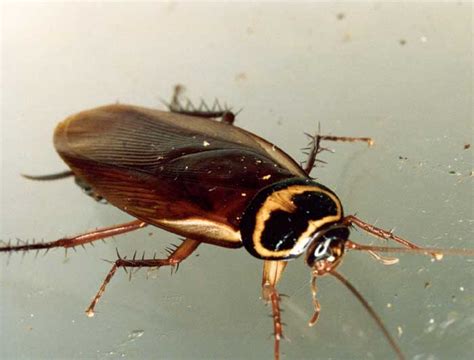 Australian Cockroach 的图像结果