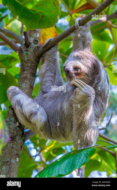 Sloth Climbing Tree 的图像结果
