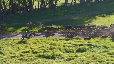 The Paniolo of Parker Ranch | Parker Ranch