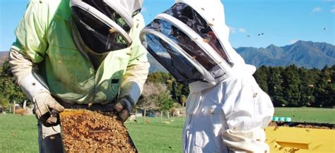 Image result for Beehive Designs