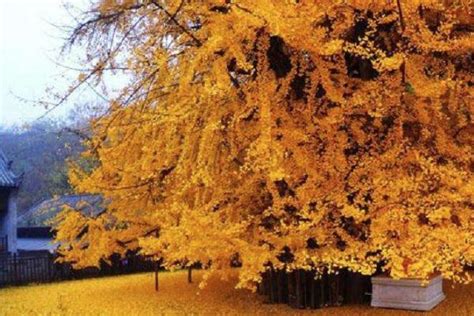 江西千年银杏树在哪里 观赏地点介绍_旅泊网