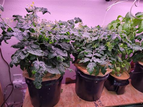 Image result for Krakey System Using Miracle Grow