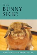 Image result for Sick Easter Bunny