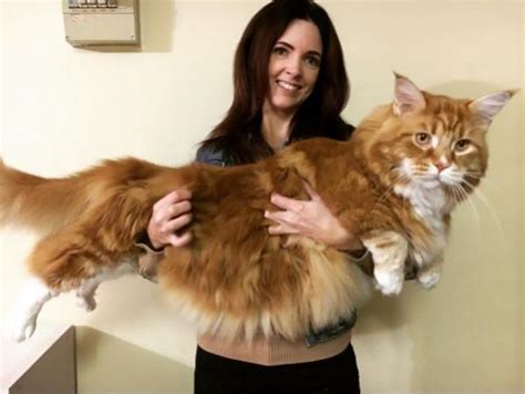 World's longest cat? Omar, at 3 ft 11 in, becomes an overnight internet ...