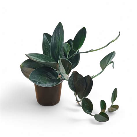 Soiled: India's No.1 Destination for Exotic & Rare Plants