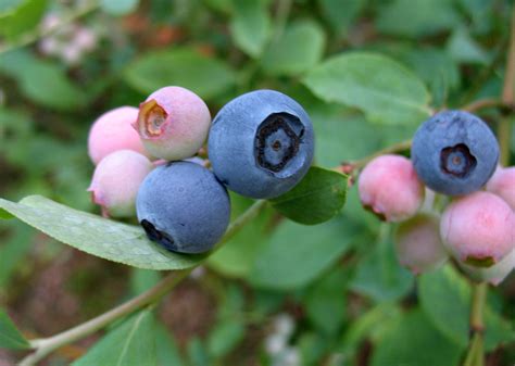 Using Georgia Native Plants: Native Edible Plants in Georgia