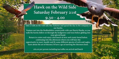 A Hawk on the Wild Side, The English School of Falconry Herrings Green ...