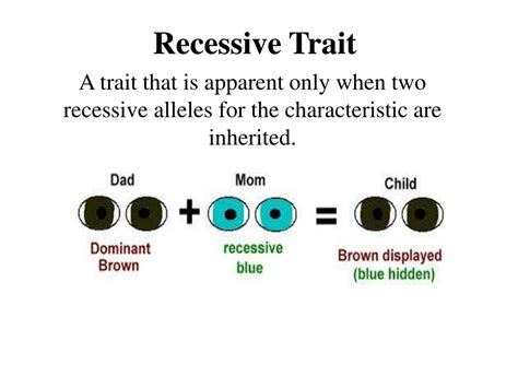 Image result for Recessive Allele Example