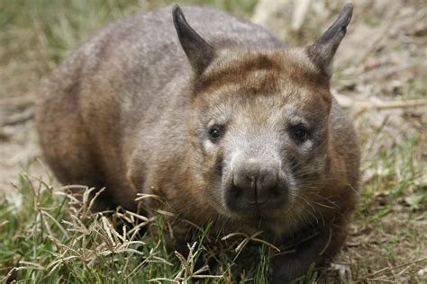 Northern Hairy-Nosed Wombat | Plugon