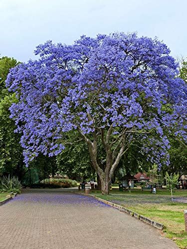 Blue Jacaranda Tree Seeds (20 Pack) - Excellent Bonsai Specimen ...