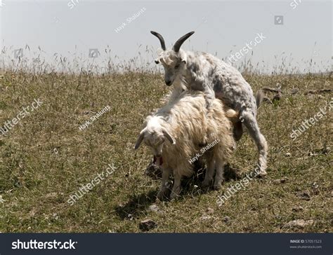 Image result for Goat Mating Behavior