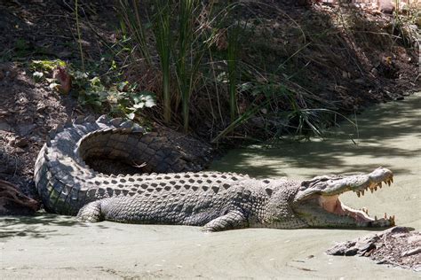 Crocodile | Habitat, Species, Diet, & Facts | Britannica