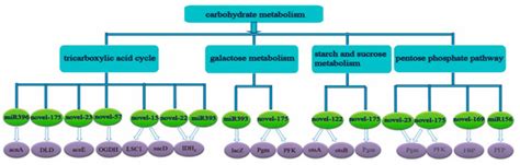 Identification of Low-Nitrogen-Related miRNAs and Their Target Genes in ...
