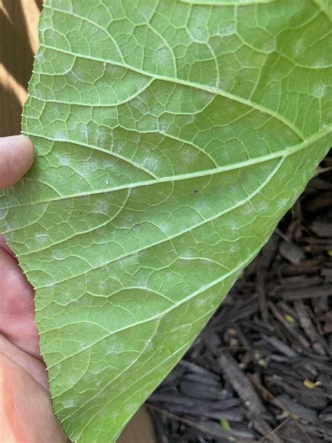 Pumpkin help? Old leaves or is this disease? 1st time growing. Did use ...