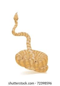 Image result for Yellow Albino Python Drawing