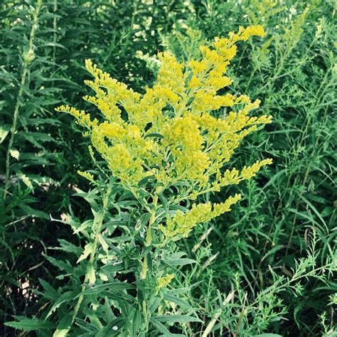 Ragweed-Allergie im Fokus - Pneumologie - Universimed - Knowledge that ...