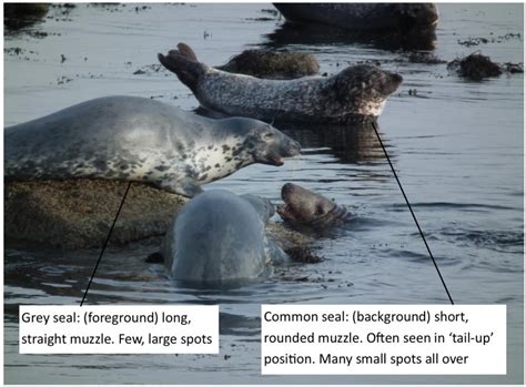 #SpeciesOfTheWeek- The Spectacular Seals!
