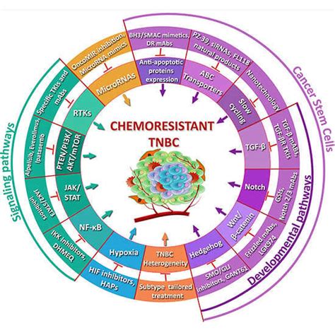 Mechanisms of Chemotherapy Resistance in Triple-Negative Breast Cancer ...