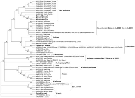 Emergence of Anaplasma Species Related to A. phagocytophilum and A ...