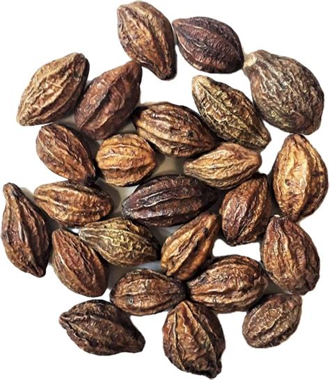 Natural Badi Harad/Haritaki/Terminalia Chebula plant tree : Amazon.in ...