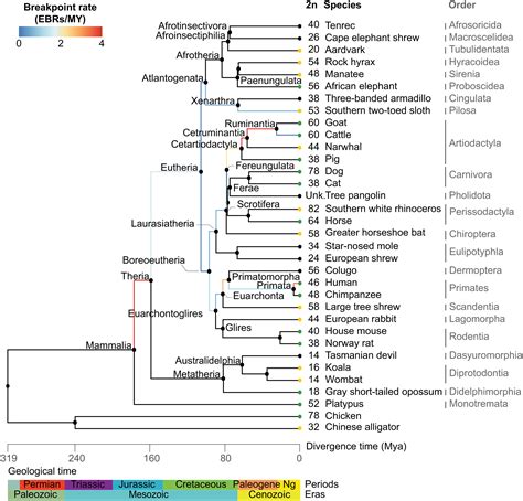 Cat Dog Last Common Ancestor at Evelyn Shank blog