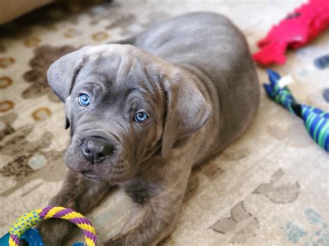 Biggest Cane Corso Mastiff Blue Brindle Cane Corso Puppy Blue Fawn