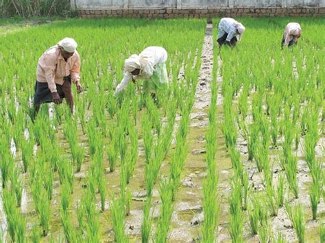 धान की पैदावार में 18 लाख टन की कमी का अनुमान, बाढ़ की नौबत से बिगड़ा ...
