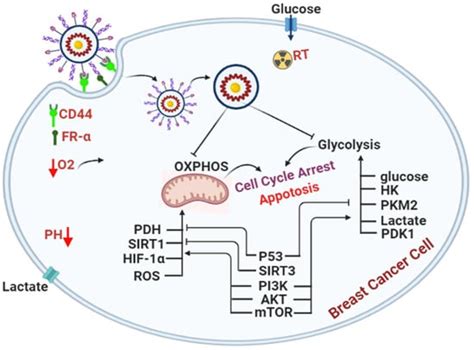 Cancers | Special Issue : Development of Innovative Formulations for ...