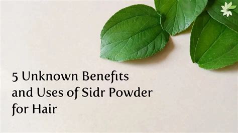 Sidr Powder Benefits for Hair: Cleansing, Use and Safety | MINATURE ...