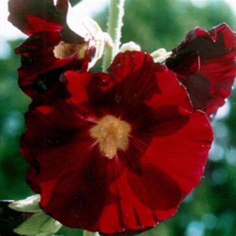 Black Hollyhock (Alcea rosea var. nigra) - approx. 40 seeds